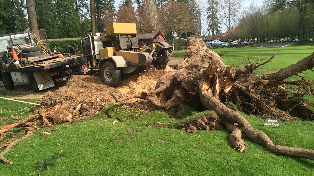 Stump Grinding and Stump Removal